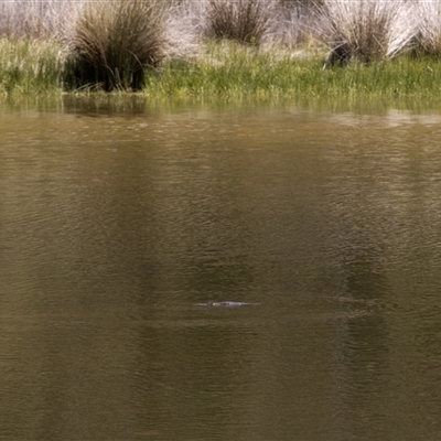 Ornithorhynchus anatinus (Platypus) at Kambah, ACT - 5 Nov 2025 by PeteRav