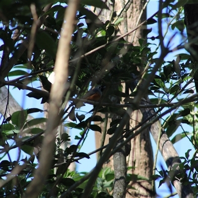 Monarcha melanopsis at Pappinbarra, NSW - 5 Nov 2025 by AngFrost