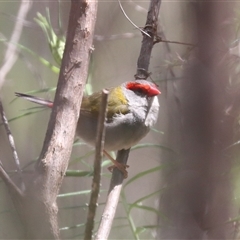 Neochmia temporalis (Red-browed Finch) at Watson, ACT - 30 Oct 2025 by HappyWanderer