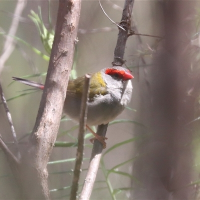 Neochmia temporalis (Red-browed Finch) at Watson, ACT - 30 Oct 2025 by HappyWanderer