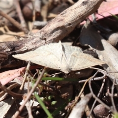 Taxeotis (genus) (Unidentified Taxeotis geometer moths) at Watson, ACT - 30 Oct 2025 by HappyWanderer