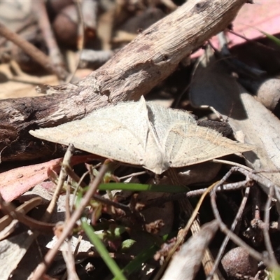 Taxeotis (genus) (Unidentified Taxeotis geometer moths) at Watson, ACT - 30 Oct 2025 by HappyWanderer