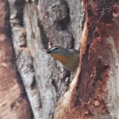 Pardalotus punctatus (Spotted Pardalote) at Watson, ACT - 30 Oct 2025 by HappyWanderer