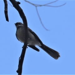 Rhipidura albiscapa (Grey Fantail) at Watson, ACT - 30 Oct 2025 by HappyWanderer