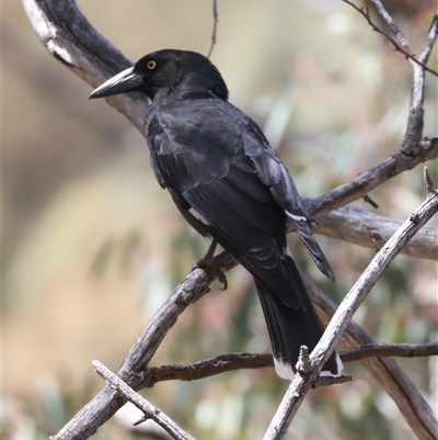 Strepera graculina (Pied Currawong) at Watson, ACT - 30 Oct 2025 by HappyWanderer