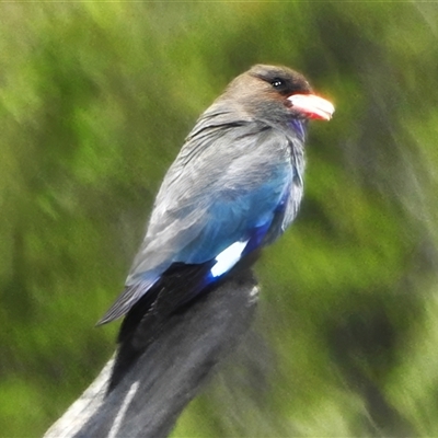 Eurystomus orientalis (Dollarbird) at Strathnairn, ACT - 5 Nov 2025 by JohnBundock