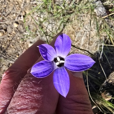 Unverified Bee (Hymenoptera, Apiformes) at Isaacs, ACT - 5 Nov 2025 by Mike