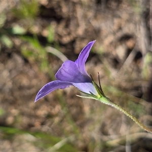 Wahlenbergia sp. at Isaacs, ACT - Today by Mike