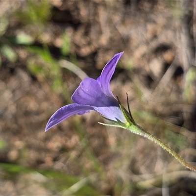Wahlenbergia stricta subsp. stricta (Tall Bluebell) at Isaacs, ACT - 5 Nov 2025 by Mike