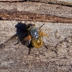 Calliphora sp. (genus) (Unidentified blowfly) at Isaacs, ACT - 5 Nov 2025 by Mike