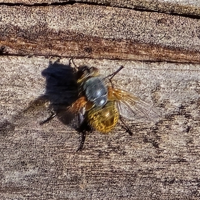 Calliphora sp. (genus) (Unidentified blowfly) at Isaacs, ACT - 5 Nov 2025 by Mike