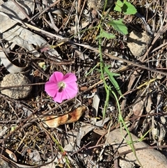 Convolvulus angustissimus subsp. angustissimus (Australian Bindweed) at Isaacs, ACT - 5 Nov 2025 by Mike