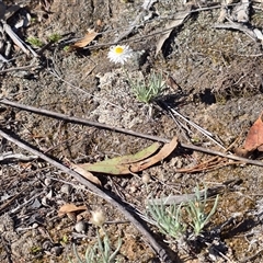 Leucochrysum albicans subsp. tricolor (Hoary Sunray) at Isaacs, ACT - 5 Nov 2025 by Mike