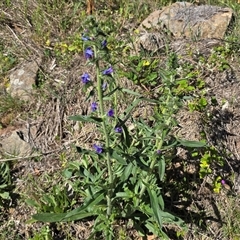 Echium vulgare (Vipers Bugloss) at Isaacs, ACT - 5 Nov 2025 by Mike