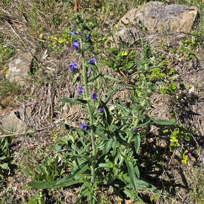 Echium vulgare (Vipers Bugloss) at Isaacs, ACT - 5 Nov 2025 by Mike