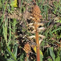 Orobanche minor (Broomrape) at Isaacs, ACT - 5 Nov 2025 by Mike