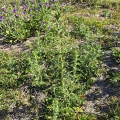 Carthamus lanatus (Saffron Thistle) at Isaacs, ACT - 5 Nov 2025 by Mike