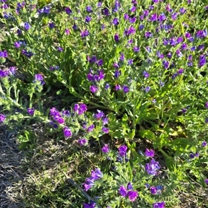 Echium plantagineum at Isaacs, ACT - Today by Mike