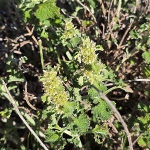 Marrubium vulgare at Isaacs, ACT - Today by Mike