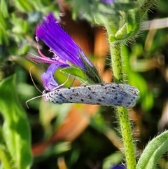 Utetheisa (genus) (A tiger moth) at Isaacs, ACT - 5 Nov 2025 by Mike