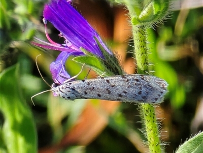 Utetheisa (genus) (A tiger moth) at Isaacs, ACT - Yesterday by Mike