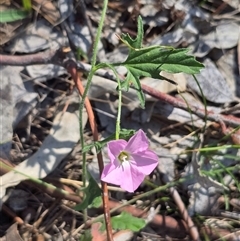 Convolvulus angustissimus subsp. angustissimus (Australian Bindweed) at Isaacs, ACT - 5 Nov 2025 by Mike