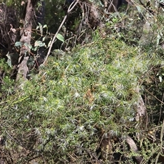 Clematis leptophylla (Small-leaf Clematis, Old Man's Beard) at Isaacs, ACT - 5 Nov 2025 by Mike