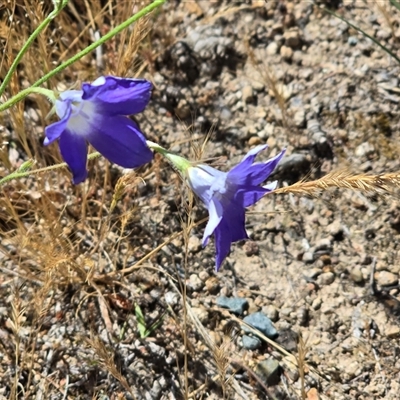 Wahlenbergia stricta subsp. stricta (Tall Bluebell) at Isaacs, ACT - 5 Nov 2025 by Mike