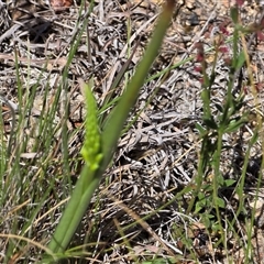 Microtis (genus) (onion orchids) at Isaacs, ACT - 5 Nov 2025 by Mike