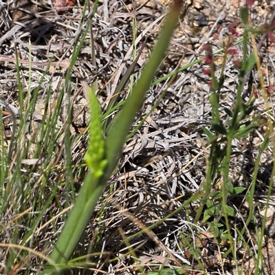 Microtis (genus) (onion orchids) at Isaacs, ACT - 5 Nov 2025 by Mike