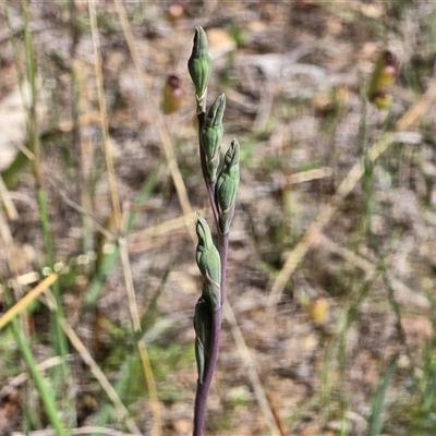 Thelymitra (genus) (sun orchids) at Isaacs, ACT - 5 Nov 2025 by Mike