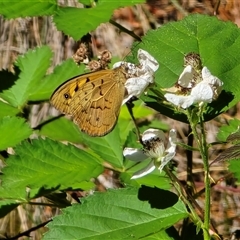 Heteronympha merope at Isaacs, ACT - 5 Nov 2025 by Mike