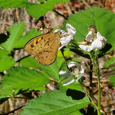 Heteronympha merope at Isaacs, ACT - 5 Nov 2025 by Mike