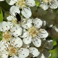 Unverified Beetle (Coleoptera) at Isaacs, ACT - 5 Nov 2025 by Mike