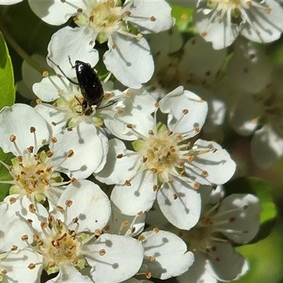 Unverified Beetle (Coleoptera) at Isaacs, ACT - 5 Nov 2025 by Mike