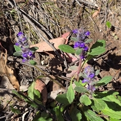 Ajuga australis (Austral Bugle) at Isaacs, ACT - 5 Nov 2025 by Mike