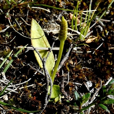Ophioglossum lusitanicum (Adder's Tongue) at  - suppressed by Paul4K