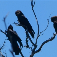Calyptorhynchus lathami lathami by Paul4K