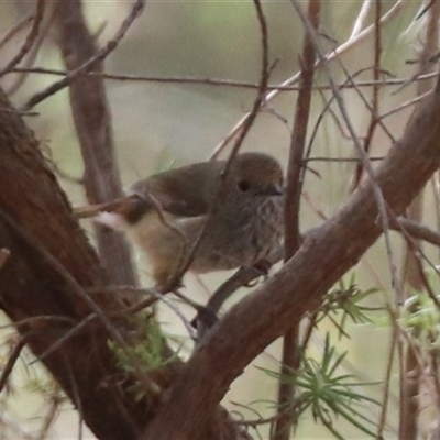 Acanthiza pusilla (Brown Thornbill) at Watson, ACT - 30 Oct 2025 by HappyWanderer