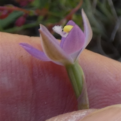 Thelymitra peniculata (Blue Star Sun-orchid) at Borough, NSW - 2 Nov 2025 by Paul4K