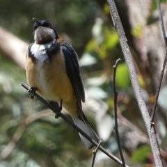 Acanthorhynchus tenuirostris (Eastern Spinebill) at Borough, NSW - 2 Nov 2025 by Paul4K