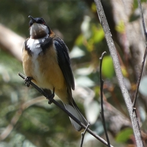 Acanthorhynchus tenuirostris by Paul4K