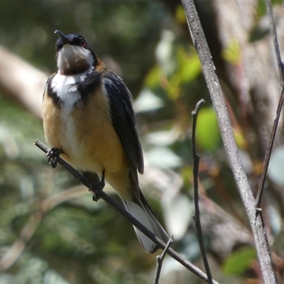 Acanthorhynchus tenuirostris (Eastern Spinebill) at Borough, NSW - 2 Nov 2025 by Paul4K
