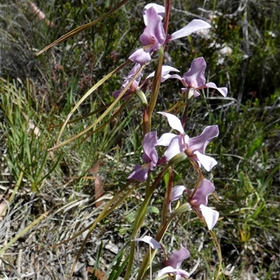 Diuris punctata (Purple Donkey Orchid) at  - suppressed by Paul4K