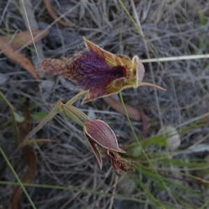Calochilus sp. by Paul4K