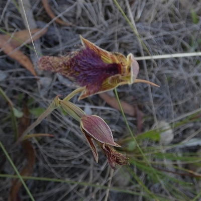 Calochilus robertsonii (Beard Orchid) at  - suppressed by Paul4K