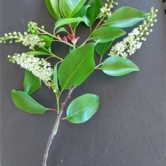 Prunus sp. at Kambah, ACT - 5 Nov 2025 by margT