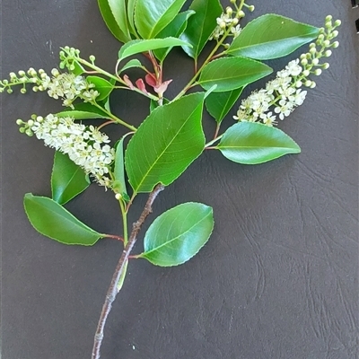 Prunus sp. at Kambah, ACT - 5 Nov 2025 by margT