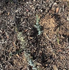 Acacia baileyana (Cootamundra Wattle, Golden Mimosa) at Aranda, ACT - 5 Nov 2025 by lbradley