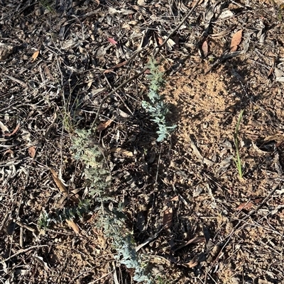 Acacia baileyana (Cootamundra Wattle, Golden Mimosa) at Aranda, ACT - 5 Nov 2025 by lbradley
